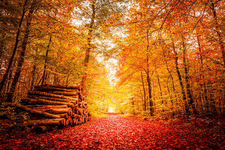 Beautiful autumn landscape in warm colorsの写真素材