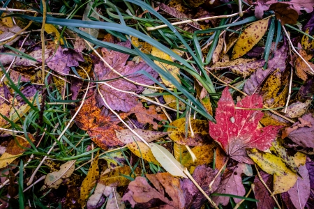 Fallen leaf in grass at autumn timeの写真素材