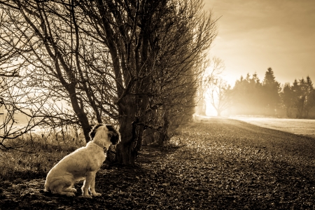 Cute Cocker Spaniel dog looking at sunlight at the end of the roadの写真素材