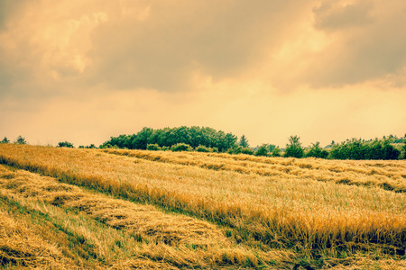 Dry agricultural field landscape with golden cropsの写真素材