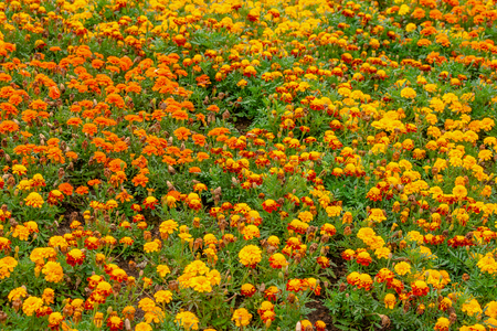 Many thagetes flowers in a garden at summertimeの写真素材