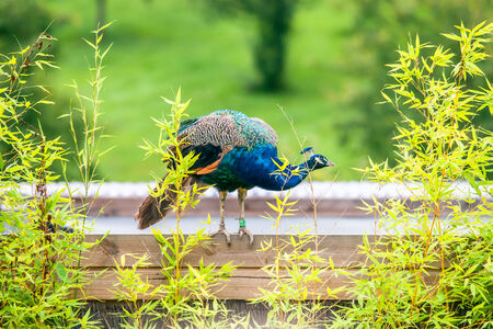 Beautiful peacock standing on a wood surfaceの写真素材