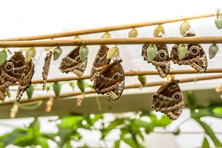 A Group of big blue butterflys hanging from a plantの写真素材