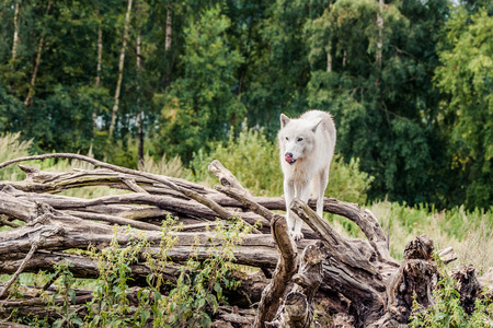 Beautiful arctic wolf standing on a tree in the forest