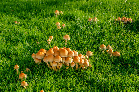 Mushrooms on a green lawn at autumnの写真素材