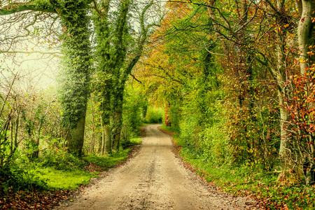Nature path surrounded by trees and bushの写真素材