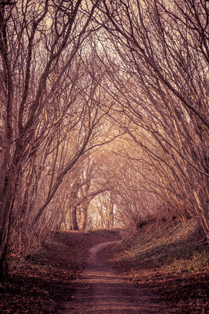 Path in a mysterious forestの写真素材