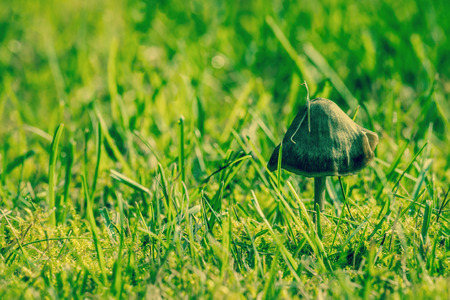 Magical mushroom in fresh green grassの写真素材