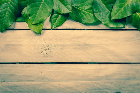 Green leaves on wooden planksの写真素材