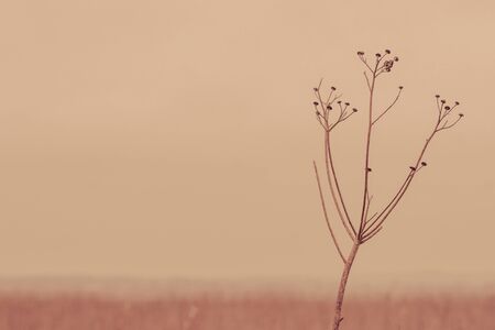 Withered flower in silent autumn sceneryの写真素材