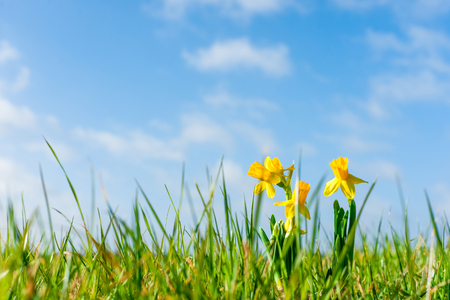 Yellow daffodils on a field at easterの写真素材
