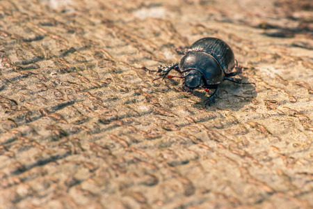 Black beetle crawling on wooden surfaceの写真素材