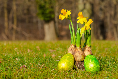 Easter eggs and daffodils in a parkの写真素材