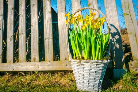 Braided basket with daffodils in the gardenの写真素材