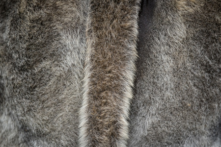 Hairy fur background with a tail on a cow