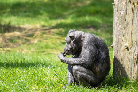 Black old chimp eating food on green grassの写真素材