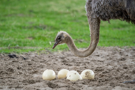 Ostrich female protecting the big eggs in the rainの写真素材