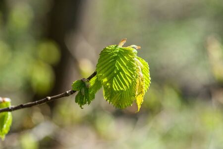 Beech leaf on a twig in the springの写真素材