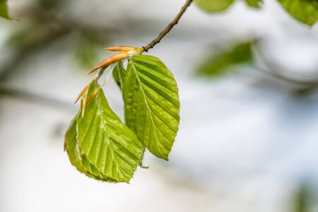 Fresh green beech leaves on a twigの写真素材