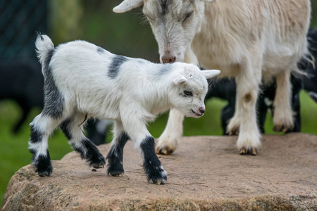 Goat kid playing with its mother in the countrysideの写真素材