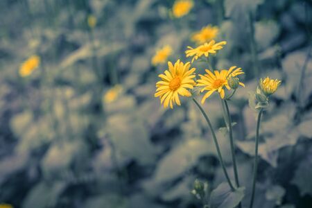 Yellow marguerites on a blue toned backgroundの写真素材