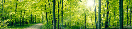 Panorama landscape of a beech forest in the spring