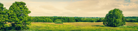 Panorama landscape with green grass and treesの写真素材
