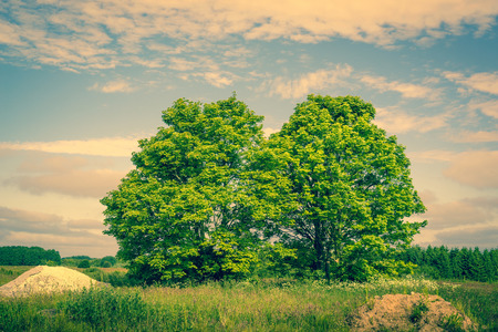 Landscape with two green trees on a field