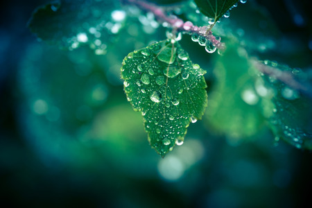 Rain on a green leaf hanging from a twig