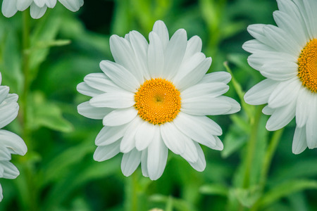 White marguerites on natural green background in the summerの写真素材