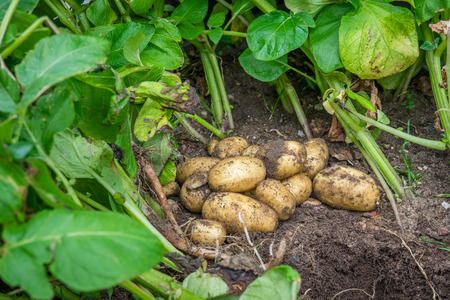 Fresh potatoes in the soil in the gardenの写真素材