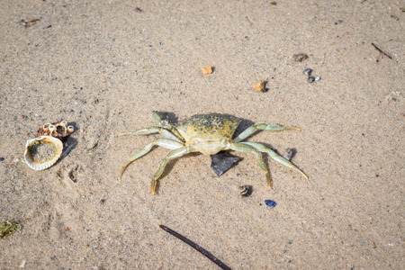 Scandinavian crab on a white sand beachの写真素材