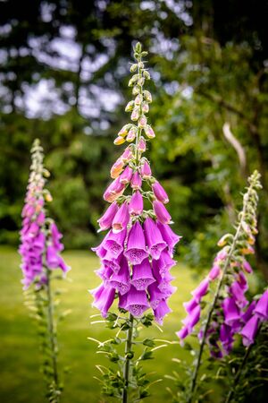 Beautiful violet Campanula flowerin a garden at summertimeの写真素材