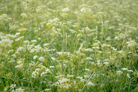 White cow parsley flowers on a green meadowの写真素材
