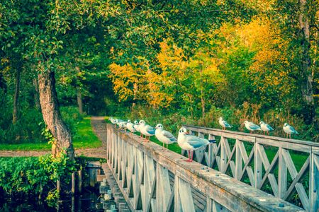 Seaguls on a small bridge in autumnの写真素材
