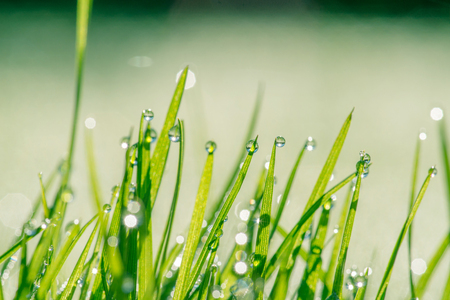 Wet grass with dew in green color