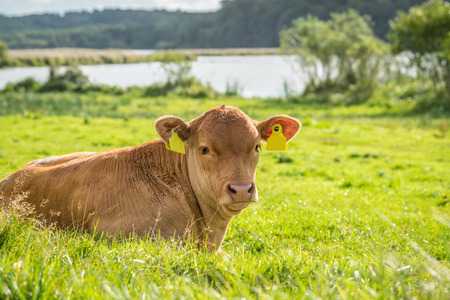 Calf in the green grass on a countryside fieldの写真素材