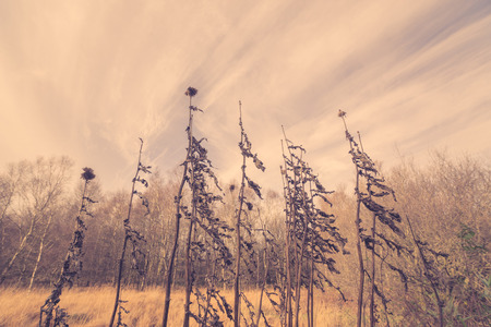 Withered thistles in autumn nature in the morningの写真素材