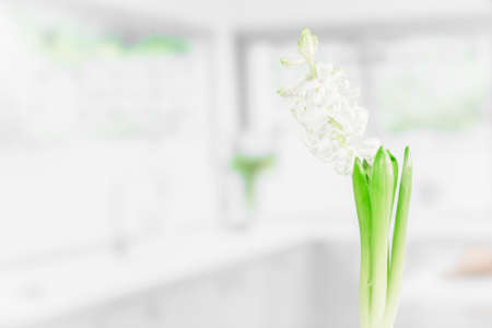 Indoor flower in a bright kitchen in the springの写真素材