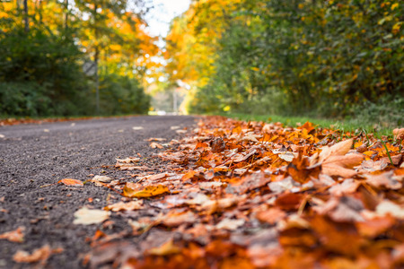 Autumn maple leaves in warm colors by the roadの写真素材