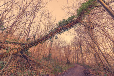 Ivy on a tree in a forest at autumnの写真素材