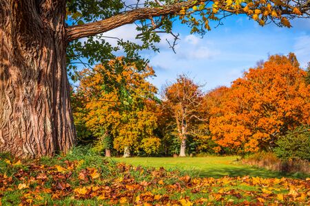 Autumn leaves under a big tree in the fallの写真素材