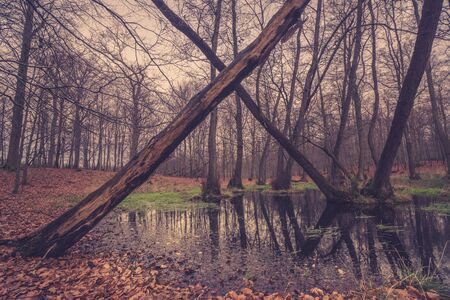 Forest lake with a cross of trees in the fall