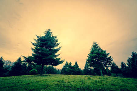 Pine trees in the sunset in autumnの写真素材