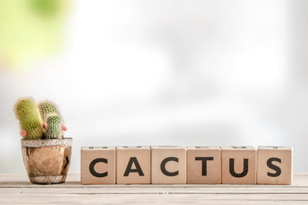 Cactus sign with a plant on a tableの写真素材