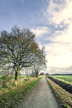 Trees by a nature path in the late autumn