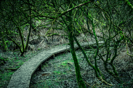 Path in a spooky forest with moss on the treesの写真素材