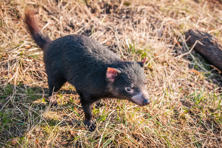 Tasmanian devil looking for food in the green grassの写真素材