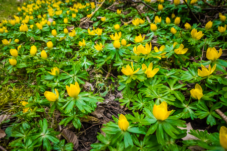 Eranthis flowers in a green garden in the springtimeの写真素材