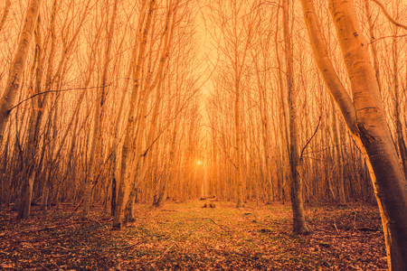 Sunrise in a forest with tall trees without leavesの写真素材